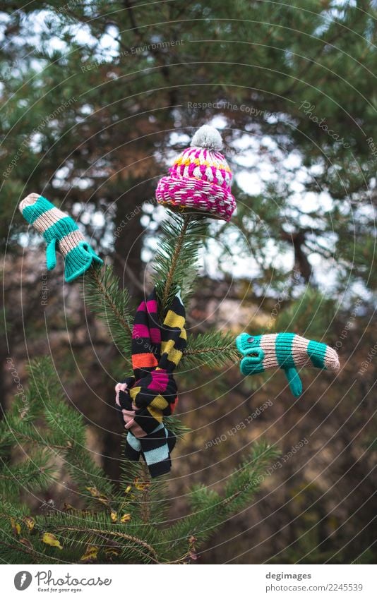 Winter hat, scarf and gloves on a tree Nature Autumn Weather Warmth Forest Clothing Accessory Scarf Gloves Hat White fir branch christmas cold mittens Wool