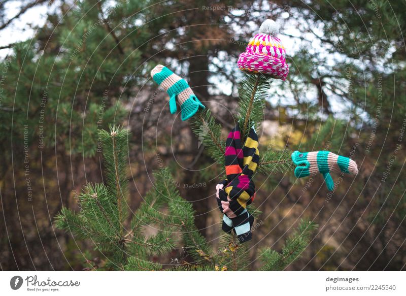 Winter hat, scarf and gloves on a tree Nature Autumn Weather Warmth Forest Clothing Accessory Scarf Gloves Hat White fir branch christmas cold mittens Wool