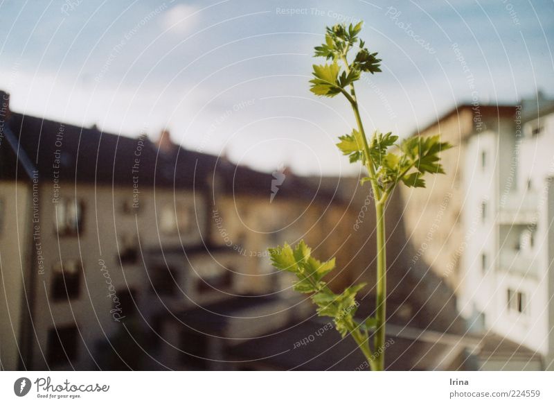 garden state Plant Agricultural crop Maggia herb Bochum Town Roof Backyard Green Leaf green Stalk Shallow depth of field House (Residential Structure) Sunbeam