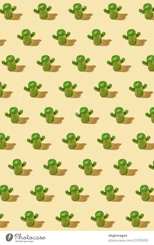 Cactus pattern Design Beautiful Summer Decoration Plant Flower Green background Succulent plants desert botanical thorn close sharp Vantage point cacti isolated