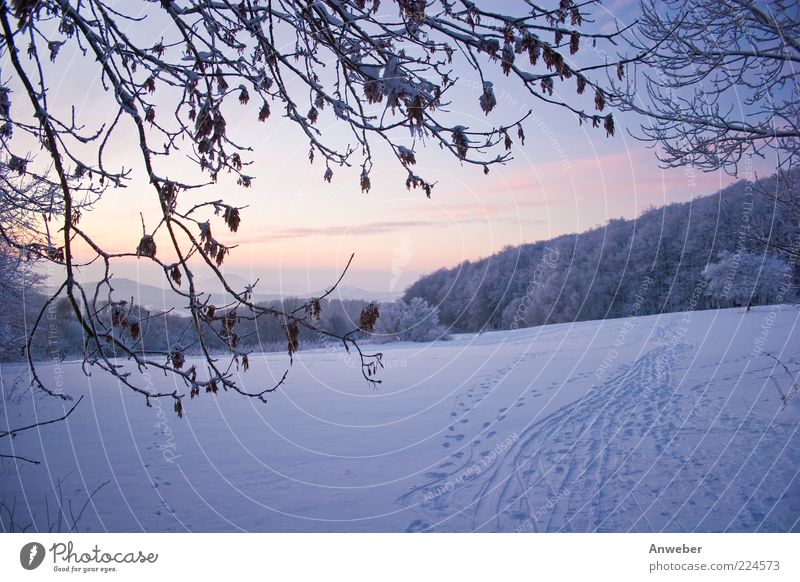 The other day in the snow... Environment Nature Landscape Winter Weather Beautiful weather Ice Frost Snow Plant Leaf Park Meadow Hill Mountain Habichtswald