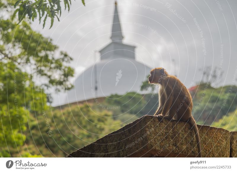 Holy Monkey Vacation & Travel Tourism Trip Adventure Far-off places Sightseeing Storm clouds Sunlight Virgin forest Hill Sri Lanka Asia Palace