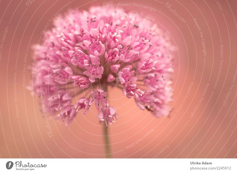 Flower of ornamental garlic (Allium) Elegant Life Harmonious Well-being Contentment Relaxation Calm Meditation Decoration Wallpaper Image Nature Plant Spring