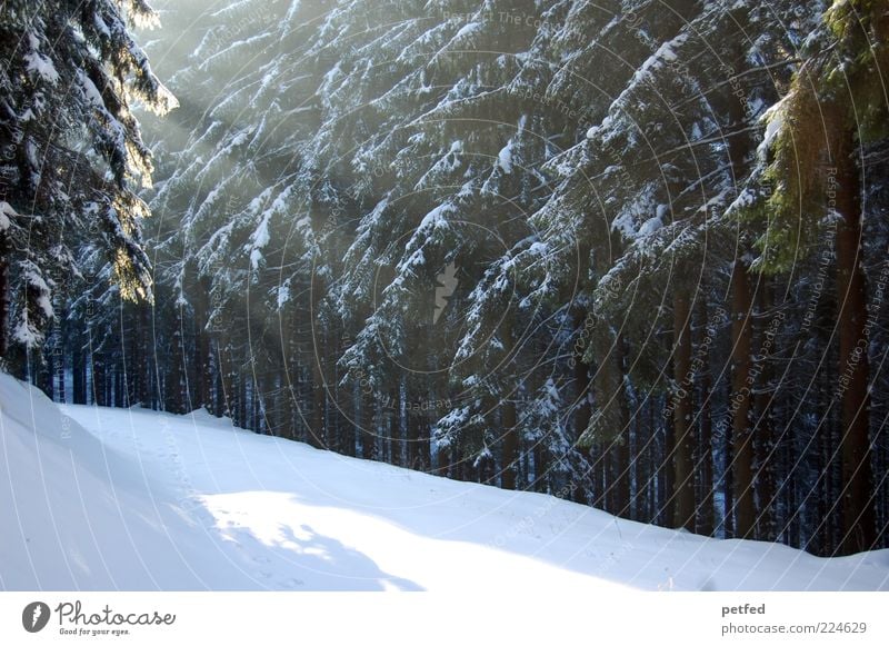 ... and God said Winter vacation Sunlight Beautiful weather Snow Tree Forest Cold Calm Lanes & trails Shaft of light Edge of the forest Forest path Footpath