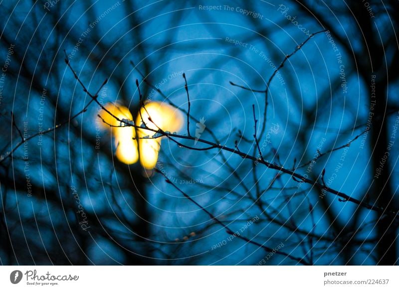 Light in the dark Nature Sky Winter Plant Tree Illuminate Bright Cold Blue Yellow Emotions Lantern Lighting Ice Freeze Night Dark Colour photo Exterior shot