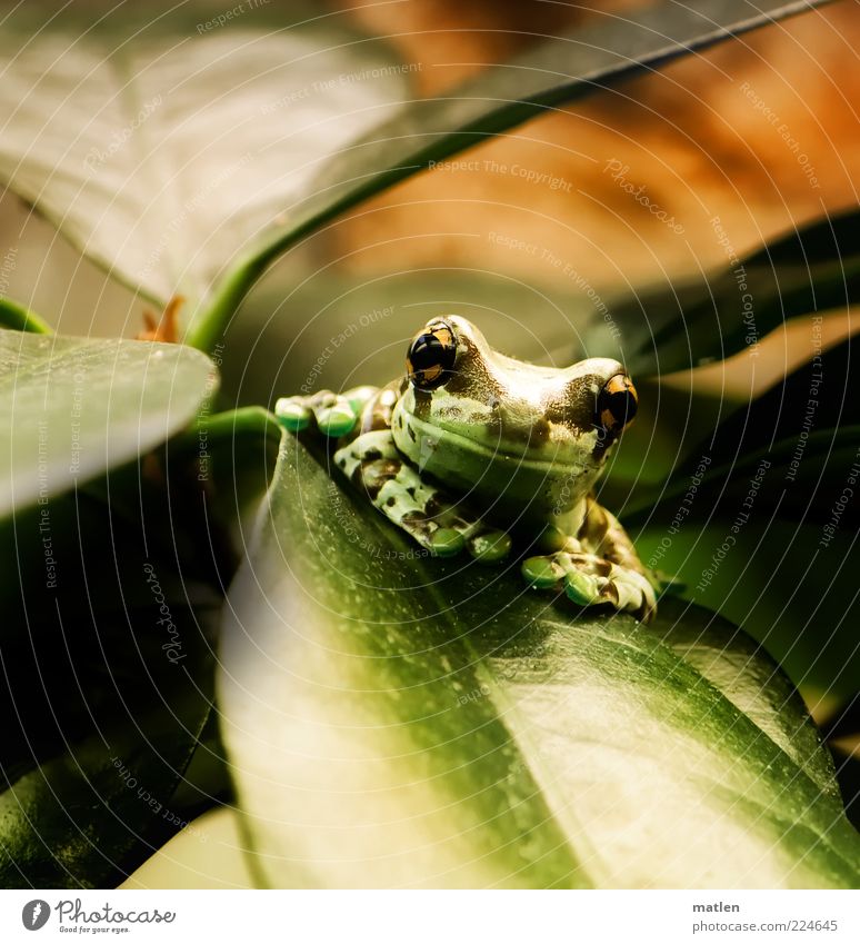 MY rubber tree Plant Animal Leaf Frog 1 Observe Wait Exotic Glittering Bright Brown Green Contentment Serene Sit Stationary Interior shot