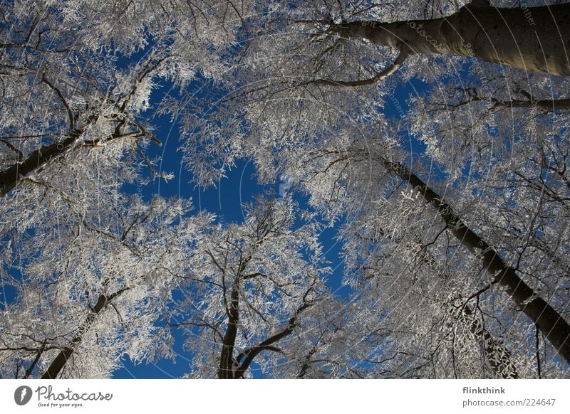 Winter magic #2 Snow Environment Nature Sky Cloudless sky Sunlight Tree Branch Freeze Beautiful Moody Deserted Day Light Contrast Treetop Worm's-eye view Frost