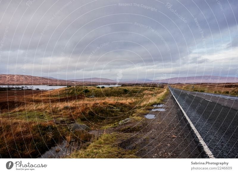 Infinite vastness. Environment Nature Landscape Plant Animal Clouds Sun Autumn Winter Beautiful weather Grass Bushes Scotland Great Britain Europe Road traffic