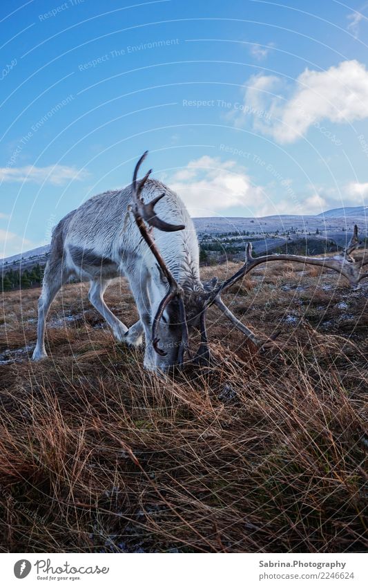 Hungry Rudolph. Nature Clouds Sun Autumn Winter Beautiful weather Snow Grass Bushes Mountain Snowcapped peak Animal Wild animal Animal face Pelt 1 Relaxation