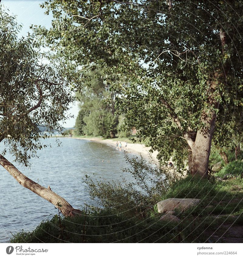 on the lakeshore Well-being Contentment Calm Far-off places Freedom Environment Nature Landscape Water Summer Tree Lakeside Beach Movement Joy Idyll Life Dream