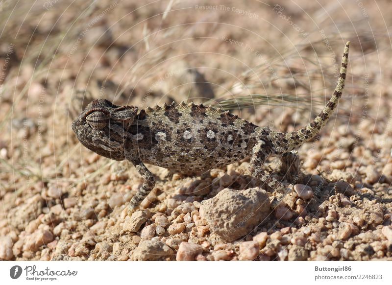 Chameleon I Animal Wild animal 1 Movement Esthetic Authentic Exceptional Elegant Exotic Natural Curiosity Cute Brown Moody Self-confident Willpower Brave