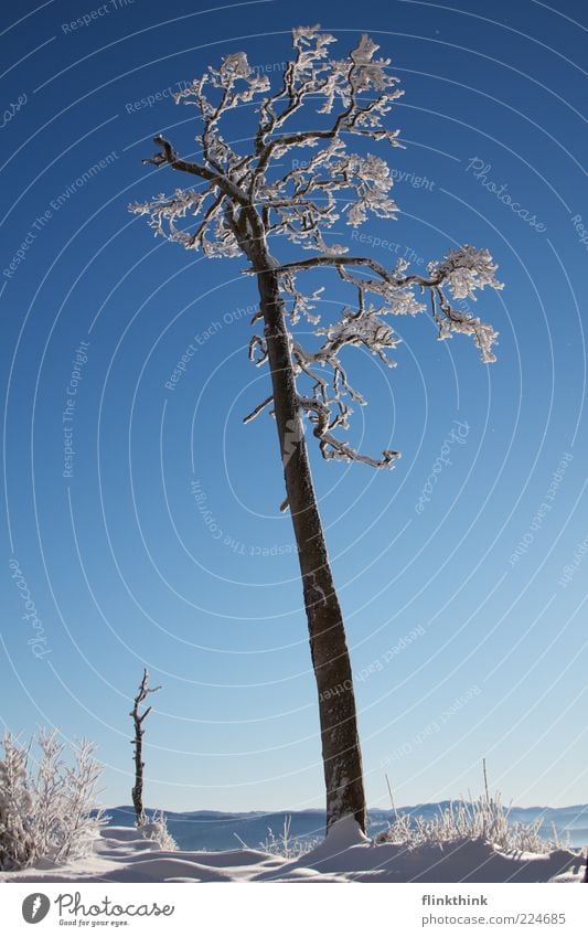 Winter magic #3 Far-off places Freedom Sun Snow Winter vacation Environment Nature Sky Cloudless sky Sunlight Tree Branch Freeze Beautiful Moody Dream Desire