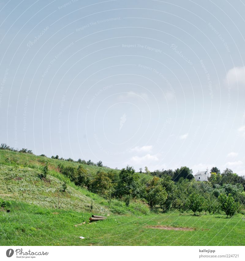 green day Nature Landscape Sky Cloudless sky Sun Summer Climate Beautiful weather Tree Grass Bushes Meadow Hill Church Green Serbia Greek Orthodox Chapel