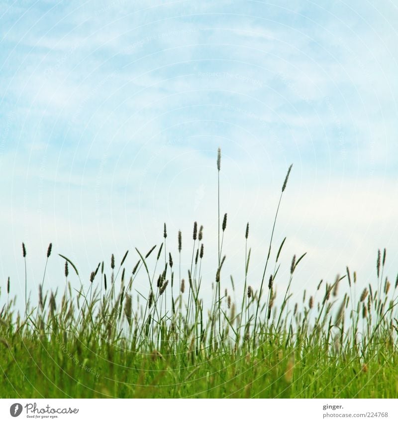 If summer were now... Environment Nature Landscape Plant Sky Clouds Summer Beautiful weather Grass Meadow Blue Green Grassland Grass green Grass meadow