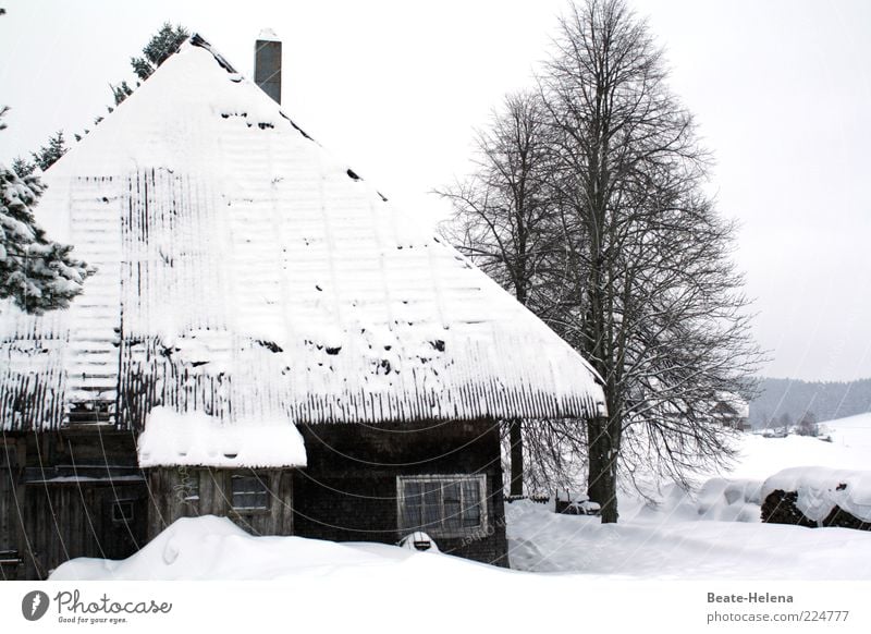 Strict winter in the Black Forest Winter vacation House (Residential Structure) White Cold Snow Black Forest house Schönwald Eaves Tradition Past Remote