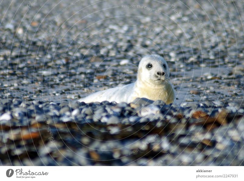 Young animal Environment Nature Animal Elements Earth Winter Coast Beach North Sea Island Wild animal Animal face Pelt 1 Free Wet Natural Soft Gray White