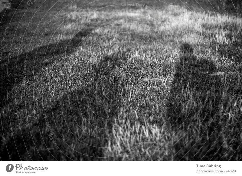 shadow play Human being Masculine Man Adults Friendship 3 Environment Nature Summer Beautiful weather Grass Meadow Relaxation To enjoy Together