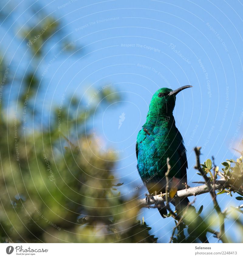 Green Green Green Vacation & Travel Tourism Far-off places Freedom Safari Expedition Summer Summer vacation Sun Environment Nature Cloudless sky Tree Garden