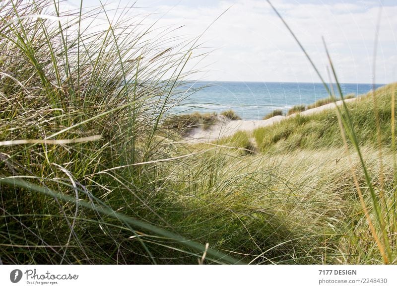 Through the dune Life Relaxation Cure Vacation & Travel Tourism Summer Summer vacation Sun Beach Ocean Environment Nature Landscape Animal Air Grass Waves Coast