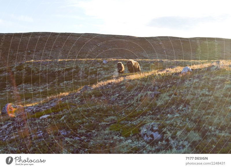 Musk ox - too close! Adventure Environment Nature Landscape Animal Sunlight Moss Hill Dovrefjell-Sunndalsfjella National Park Wild animal Cow Pelt 2