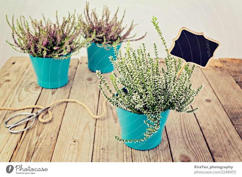 Three flower pots with flowering heather Pot Design Garden Decoration Gardening Workplace Scissors Spring Autumn Plant Blossom Terrace Bouquet Wood Blue Green