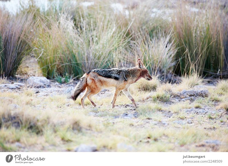 Coyote not ugly Lifestyle Vacation & Travel Adventure Far-off places Freedom Safari Expedition Summer Animal Wild animal 1 Walking Exceptional Colour photo