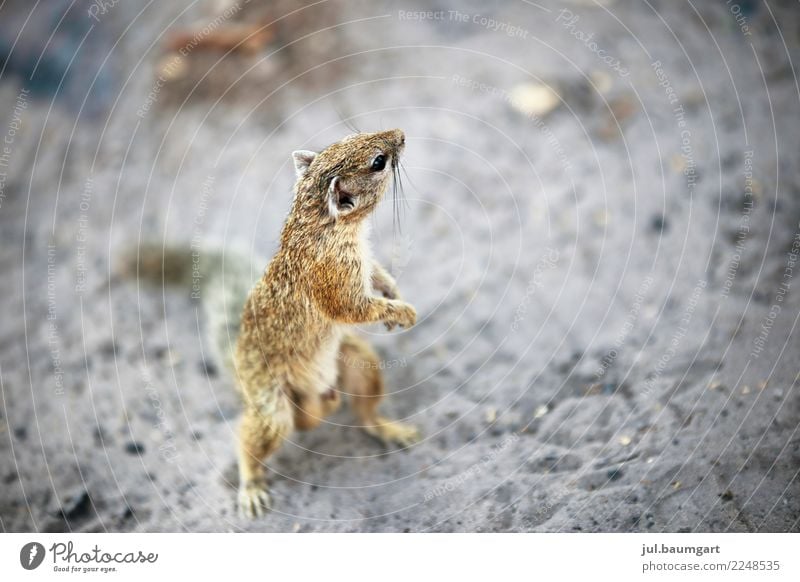 Croissants quite cheeky Nature Summer Animal Wild animal Squirrel 1 Contentment Colour photo Exterior shot Morning Blur Bird's-eye view Full-length