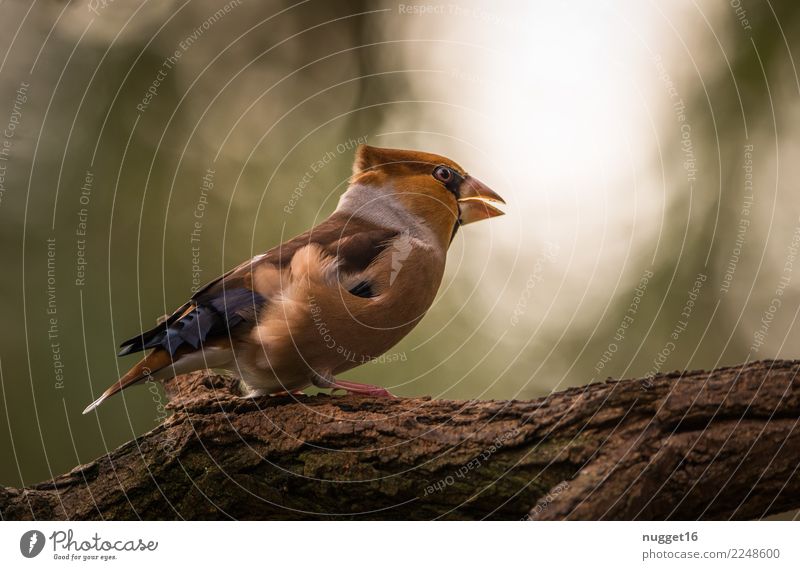 hawfinch Environment Nature Animal Sunrise Sunset Spring Summer Autumn Beautiful weather Wind Gale Plant Tree Garden Park Forest Wild animal Bird Animal face