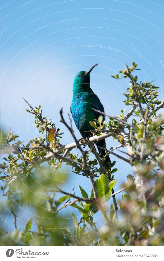 Sunbird Bird birdwatching Ornithology shrubby animal world Wild Nature Animal Beak naturally Feather Exterior shot fauna pretty colourful Green Branch