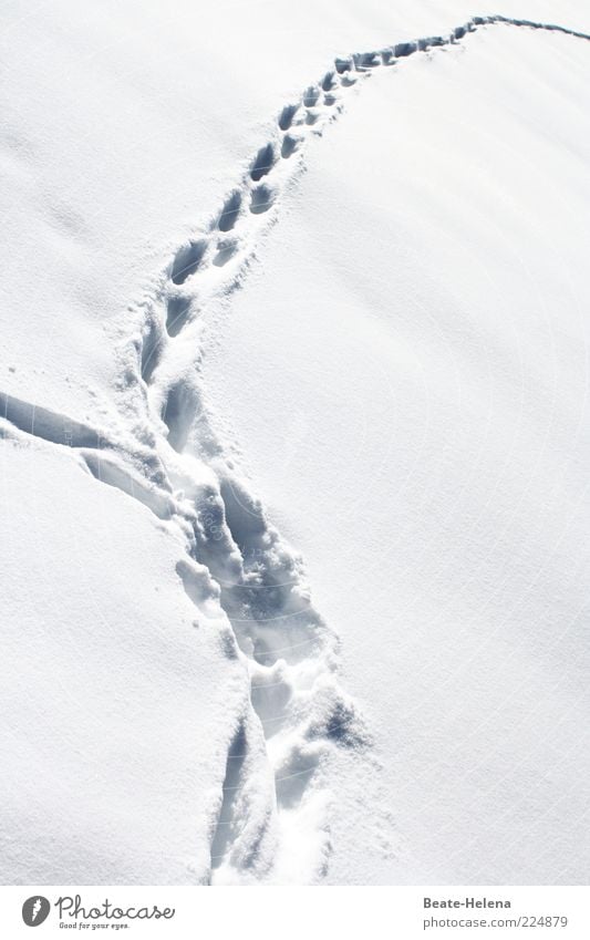 In the footsteps of - Tomte Tummetott? Winter Snow Environment Nature Landscape Ice Frost Field Animal tracks Freeze Glittering Bright White Dangerous