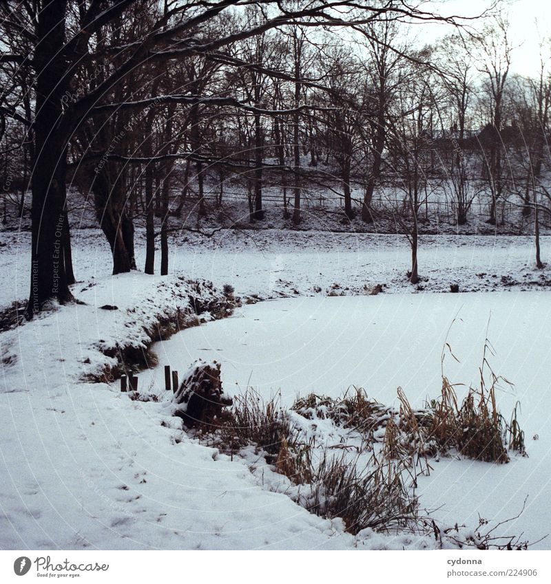 Frozen Trip Environment Nature Landscape Winter Ice Frost Snow Tree Meadow Pond Loneliness Uniqueness Relaxation Stagnating Transience Change Lanes & trails