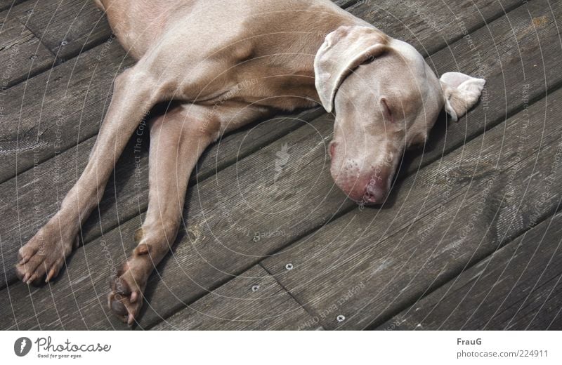 sleeping guest Relaxation Short-haired Dog Wood Lie Elegant Muscular Dream Fatigue Colour photo Exterior shot Day Sleep Break Restful Contentment Ear