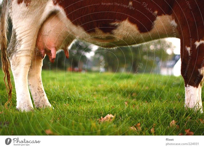 chilly Landscape Beautiful weather Grass Farm animal Cow 1 Animal Relaxation Stand Udder Agriculture Colour photo Exterior shot Copy Space bottom Day