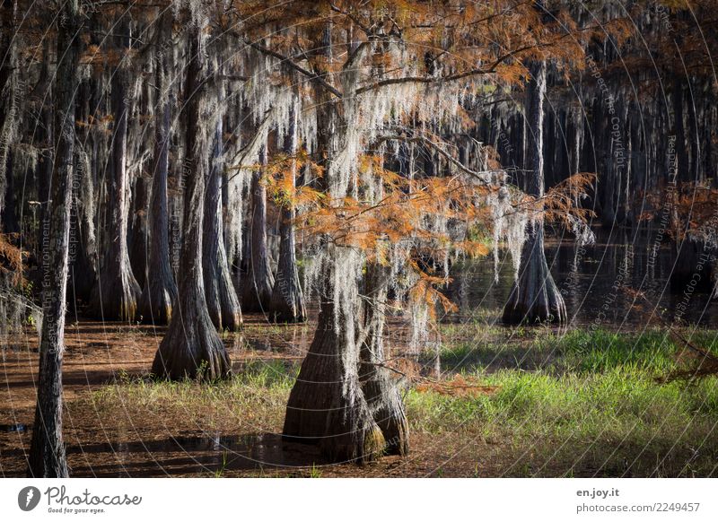 wetland Vacation & Travel Trip Adventure Nature Landscape Plant Autumn Tree water cypresses Grass Bog Marsh Lake Bizarre Loneliness Florida USA Cypress Water