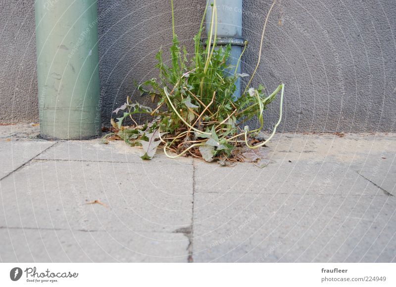 dandelion Environment Nature Plant Grass Leaf Blossom Foliage plant Wild plant Dandelion Growth Gray Green Weed Colour photo Subdued colour Exterior shot