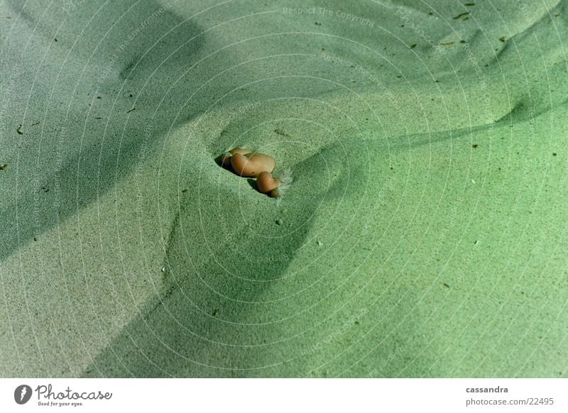 Flots? Beach Flotsam and jetsam Toes Photographic technology Sand Lens Feet Barefoot