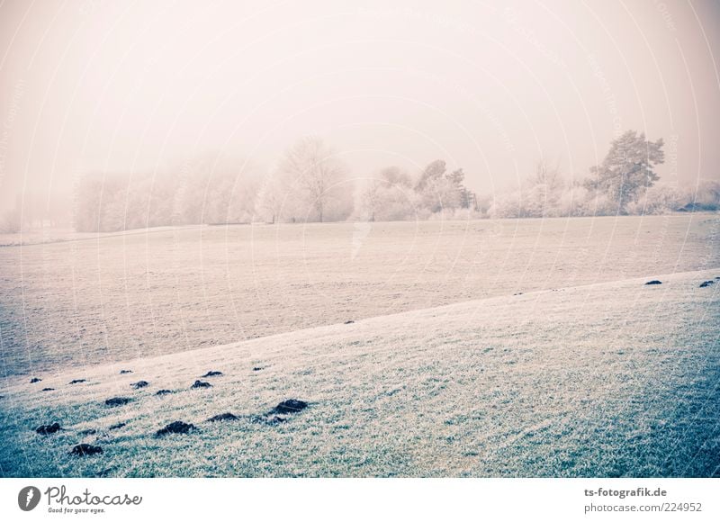 Fog and ice Environment Nature Landscape Plant Elements Winter Weather Ice Frost Tree Grass Meadow Cold Green White Hoar frost Snowscape Horizon Hill molehills