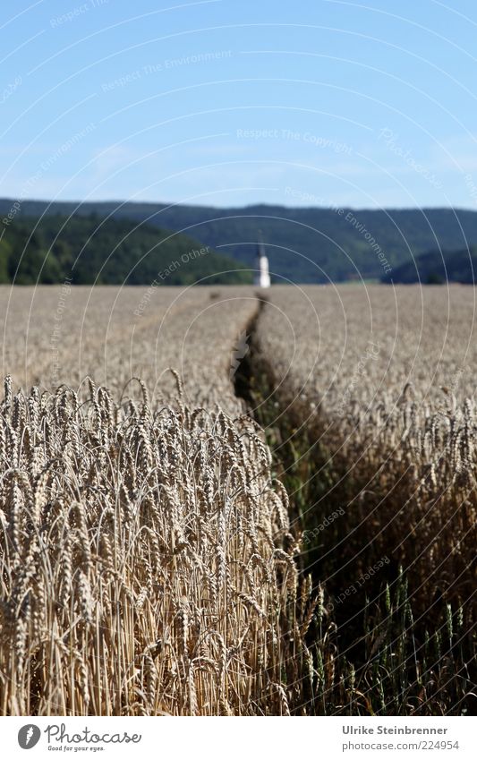 Narrow path in a ripe cornfield leads to the church Grain Landscape Sky Horizon Summer Plant Agricultural crop Field Lanes & trails Idyll Forest path Cornfield