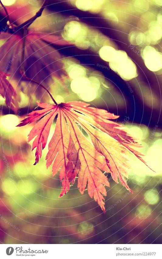 colors of autumn Nature Plant Autumn Beautiful weather Leaf Near Happy Calm Colour photo Exterior shot Close-up Day Light Sunlight Back-light