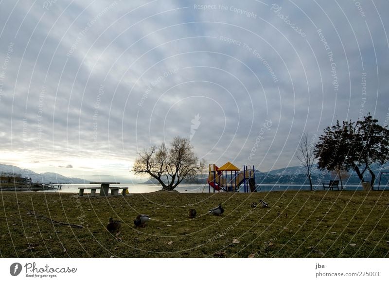 wait for better times Vacation & Travel Far-off places Winter Table Bench Environment Tree Park Lakeside Okanagan lake Kelowna Canada North America Animal