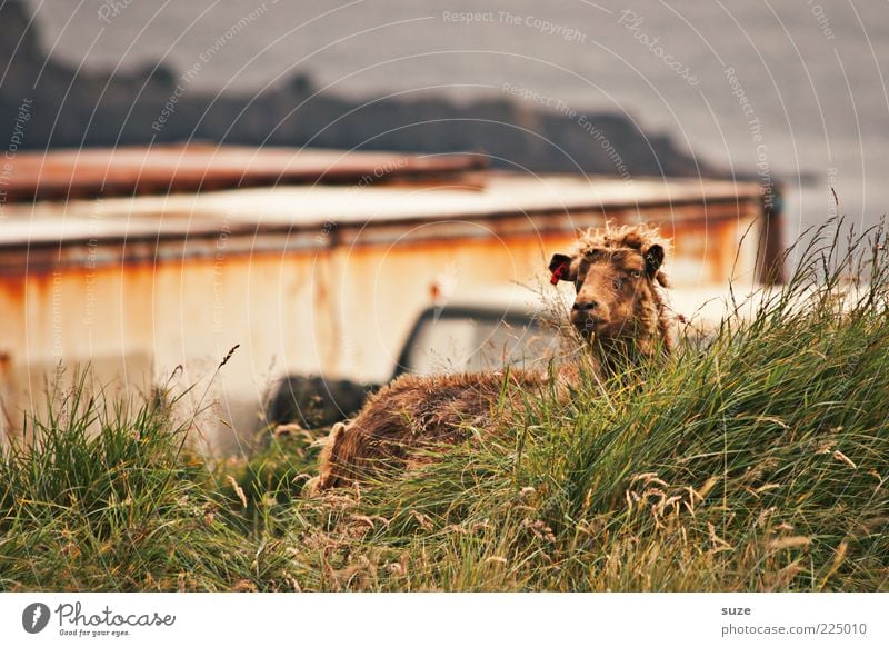 Sheep in the grass Nature Landscape Animal Weather Grass Coast Farm animal Animal face 1 Authentic Natural Curiosity Cute Wild Brown Green Føroyar Wool