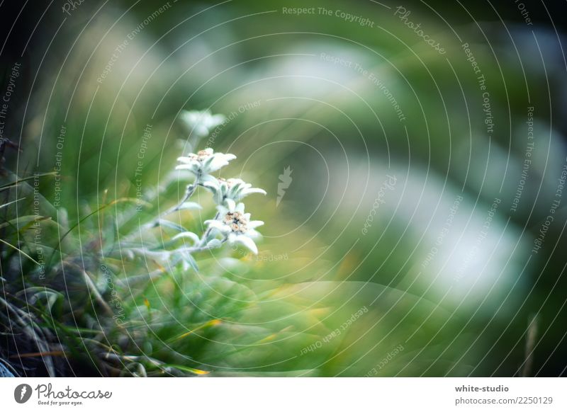 edelweiss Environment Nature Plant Flower Grass Edelweiss mountain flower Beautiful Exterior shot Deep depth of field