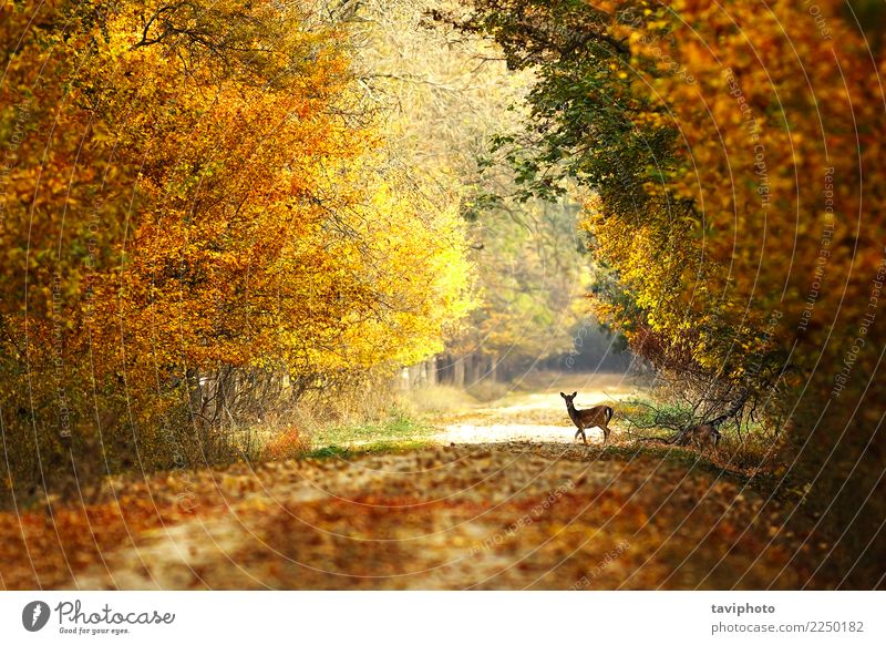 beautiful view of forest road Beautiful Playing Hunting Woman Adults Nature Landscape Animal Autumn Tree Park Forest Street Lanes & trails Faded Natural Wild