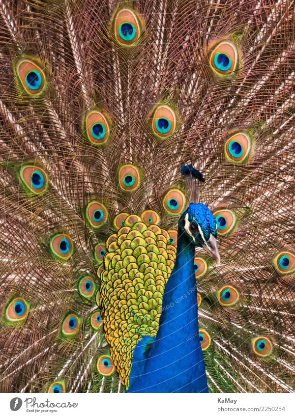 beautiful and colourful Exotic Nature Animal Bird Peacock Pavo christatus 1 Rutting season Elegant Wild Blue Multicoloured Yellow Gold Green Colour Close-up