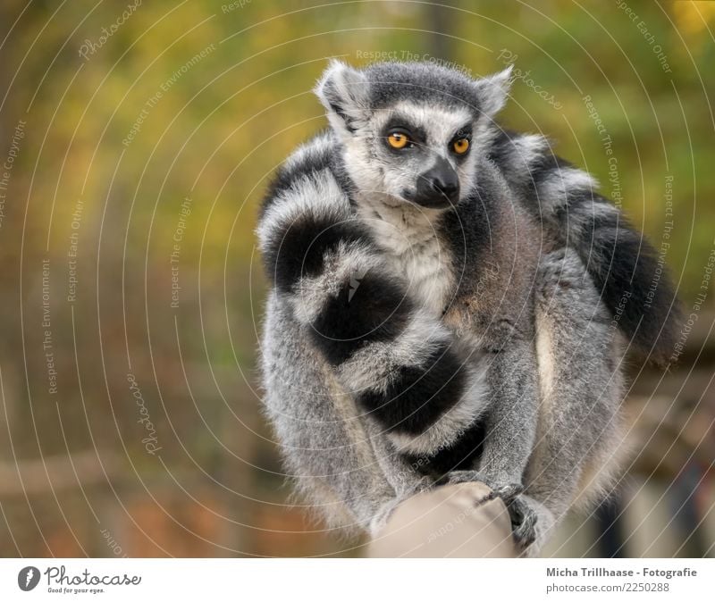 entangled Nature Sun Sunlight Beautiful weather Forest Pelt Scarf Animal Wild animal Animal face Paw Monkeys Ring-tailed Lemur Half-apes Tails Eyes 1 Observe