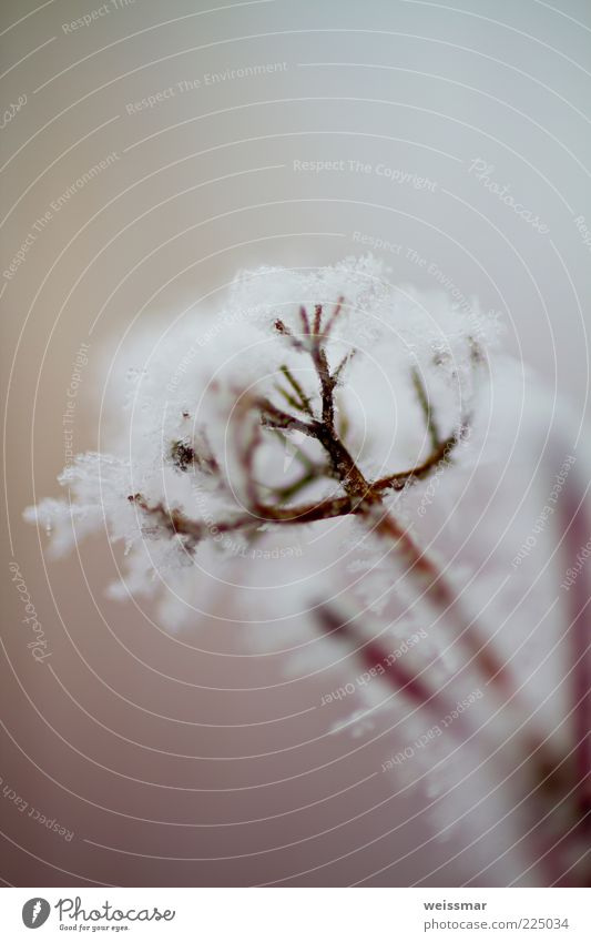 chill Environment Nature Plant Weather Ice Frost Snow White Winter January Macro (Extreme close-up) Ice crystal Close-up Detail Day Blur Snow crystal