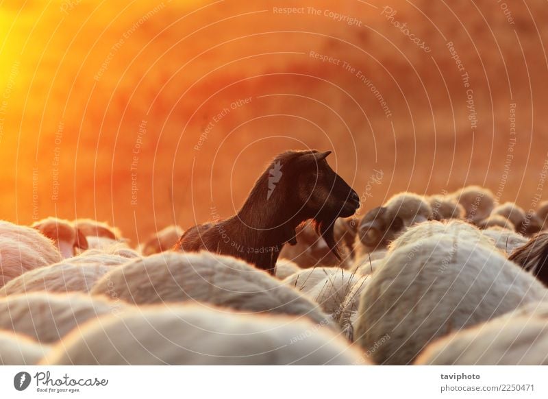 dark goat with sheep herd at dawn Happy Beautiful Summer Sun Nature Landscape Animal Meadow Herd Dark Together Funny Cute Yellow Red Black White Goats colorful