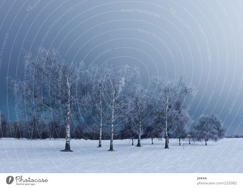 birches Nature Landscape Sky Winter Ice Frost Snow Tree Park Large Blue White Calm Cold Birch tree Clump of trees Colour photo Subdued colour Exterior shot