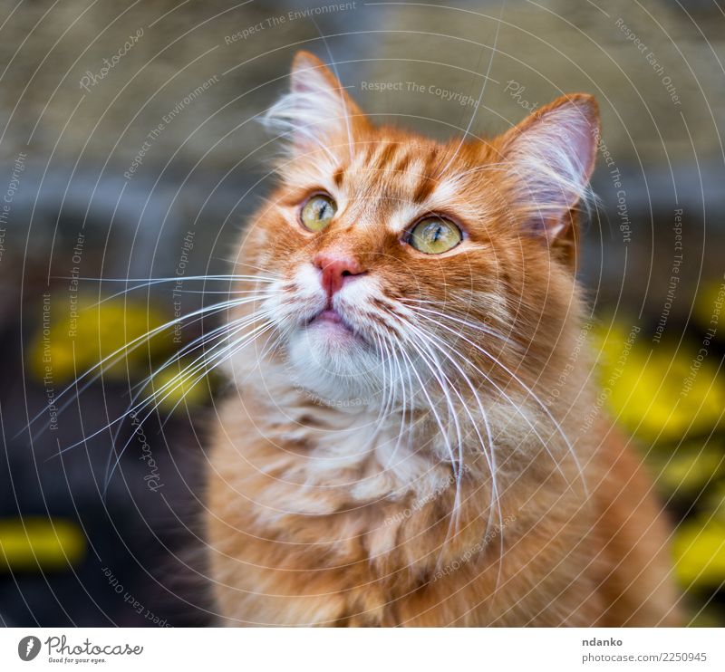 portrait of a fluffy red cat Beautiful Animal Pet Cat 1 Cute Yellow Red orange background Domestic tabby one Delightful hair young Colour photo Exterior shot