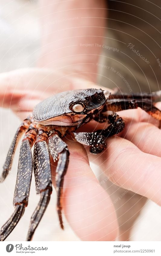 rest in peace Masculine Hand Fingers Animal Shrimp 1 To hold on Brown Nature Transience Fragile Sheath Shell Easy Subdued colour Copy Space right Copy Space top